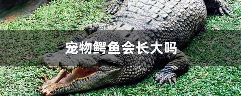 宠物鳄鱼会长大吗 广州景观设计 第1张