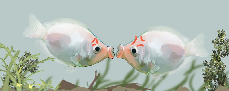 接吻鱼怎么繁殖繁殖时要注意什么
