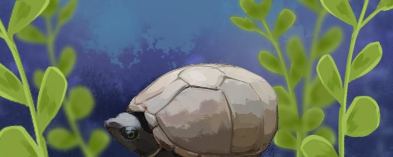 麝香蛋龟的饲养环境喂食方法 三色锦鲤鱼 第1张