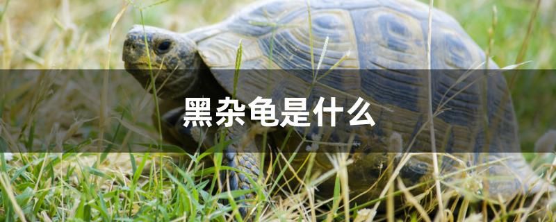 黑杂龟是什么