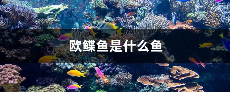 欧鲽鱼是什么鱼 广州祥龙国际水族贸易 第1张