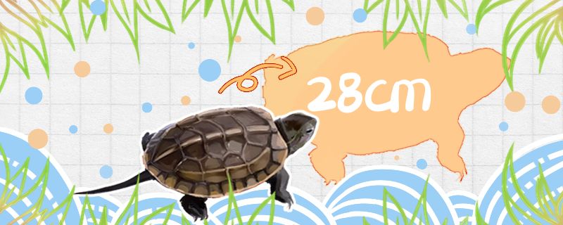 草龟能长到多大多久能长大 鱼缸水质稳定剂 第1张