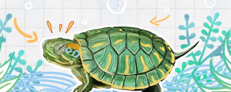 巴西红耳龟是水龟还是陆龟可以在深水里养吗