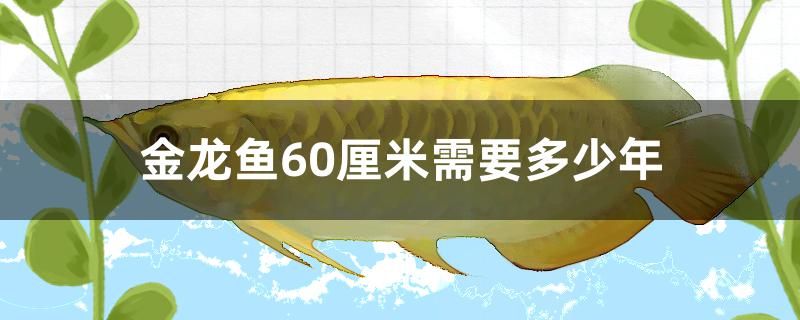 金龙鱼长到60厘米需要多少年 祥龙鱼药系列 第1张