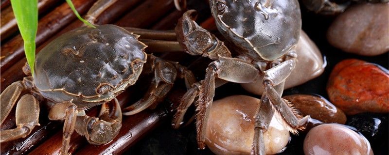 螃蟹吃什么食物能吃西瓜吗 量子养鱼技术 第1张