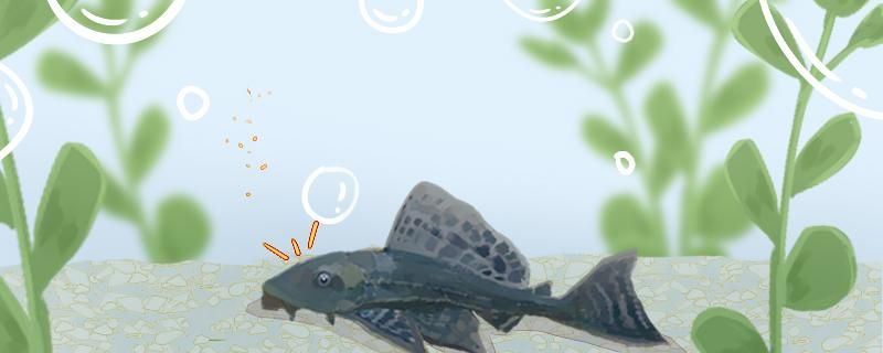 互动的观赏鱼图片卡通版可爱(史上最全 169种 观赏鱼图集) 孵化器