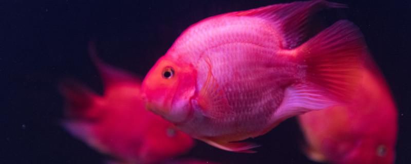鹦鹉鱼怎样养才能变得更红怎么养长得更快