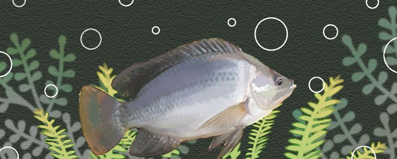 罗非鱼和鲈鱼哪个刺少和草鱼哪个刺少 红勾银版鱼 第1张
