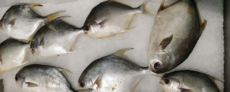 金鲳鱼多少钱一斤金鲳鱼和银鲳鱼有什么区别