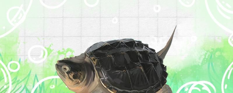 鳄鱼龟蛋怎么孵化孵化后怎么养
