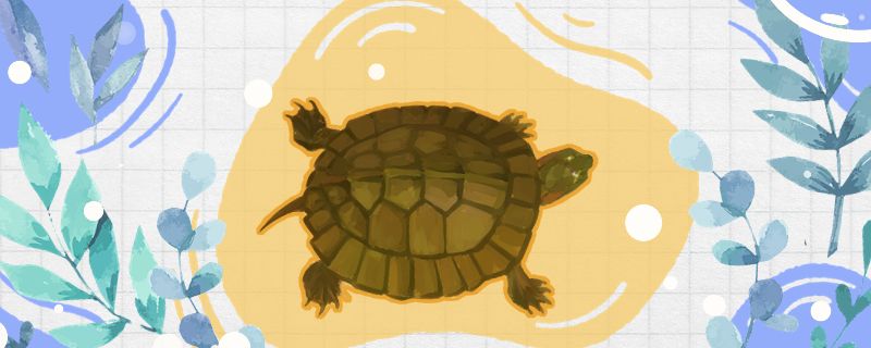 齿缘龟是半水龟么可以陆养吗 黑金魟鱼 第1张