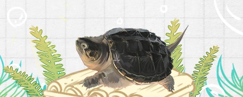 哪些龟可以深水养深水龟有什么品种