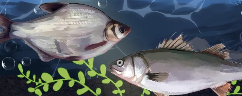鱼塘养殖鱼饲料配方常见鱼的饲料怎么制作