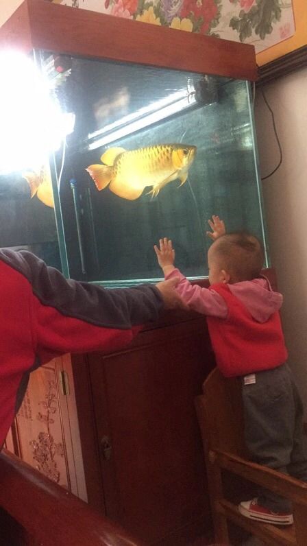 一个小孩子与龙鱼的交流 观赏鱼论坛 第1张