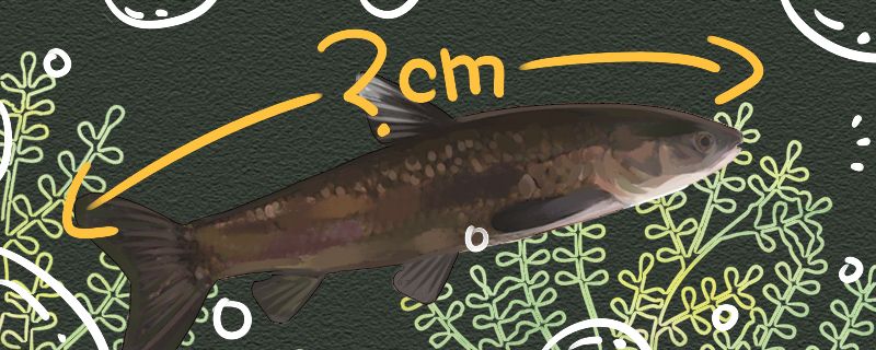青鱼可以长多大多大能繁殖 印尼四纹虎 第1张