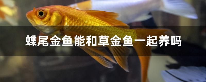 蝶尾金鱼能和草金鱼一起养吗