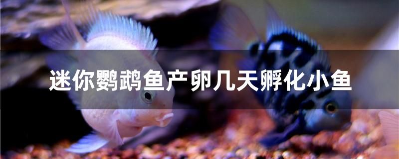 石英砂能放鱼缸里吗(石英砂能放鱼缸里吗有毒吗) 广州观赏鱼批发市场