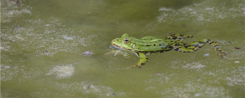 青蛙是两栖动物吗能一直待在岸上吗