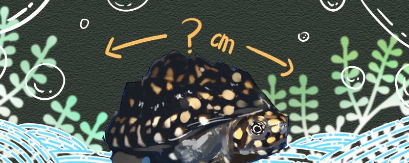 斑点池龟能长多大能活多久