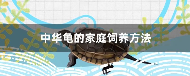 中华龟的家庭饲养方法 大日玉鲭鱼 第1张