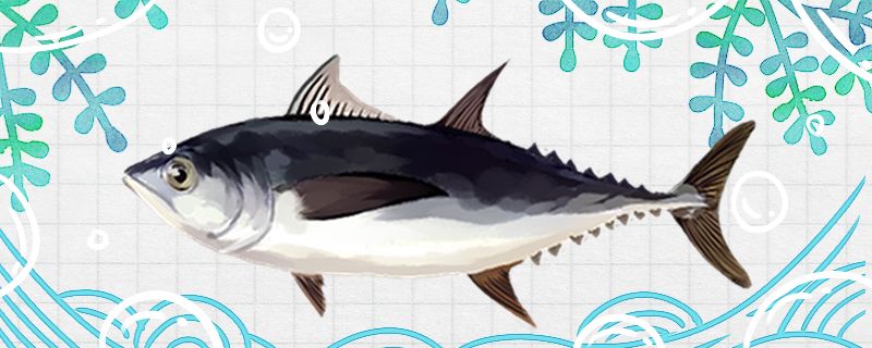 金枪鱼是海鱼还是淡水鱼在淡水中能活吗