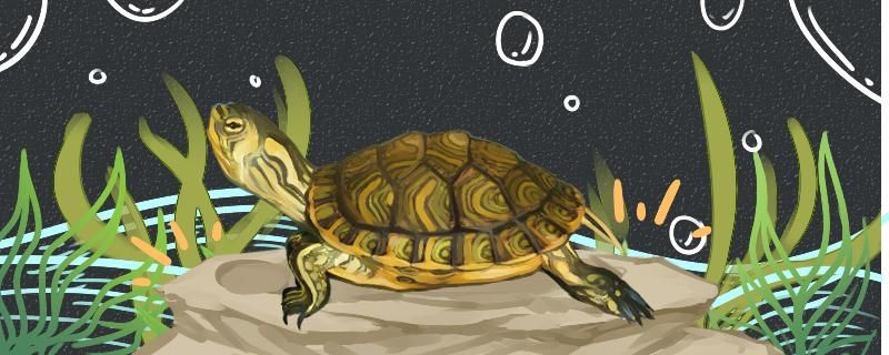 黄耳龟成体多大多大繁殖