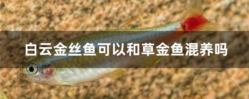 白云金丝鱼可以和草金鱼混养吗