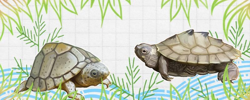 剃刀龟可以和热带鱼混养吗可以和乌龟混养吗