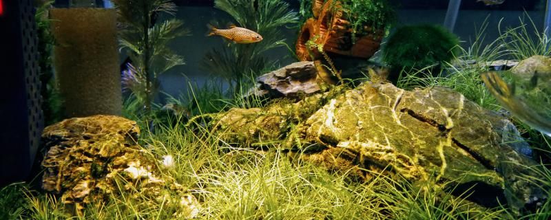 鱼塘长满了藻类怎么办如何预防爆藻