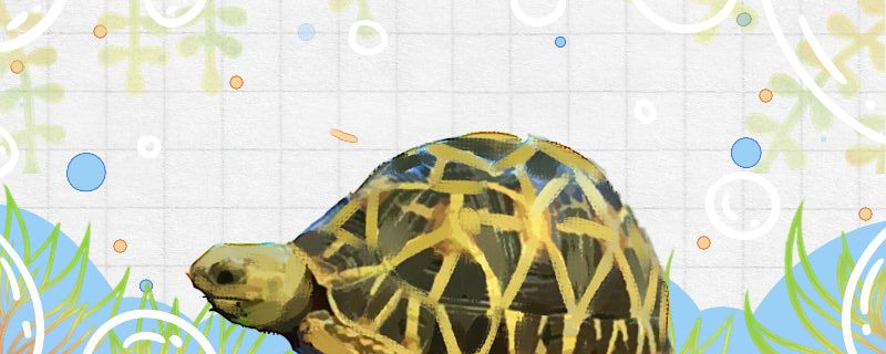 星龟能长多大能活多久
