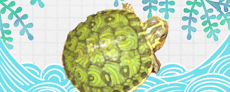 牙买加彩龟好养吗怎么养