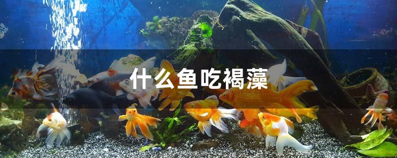 高新区（新市区）西环北路老闫观赏鱼店 全国水族馆企业名录