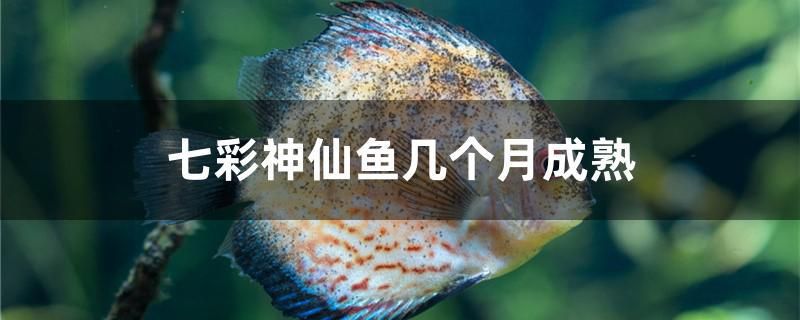 七彩神仙鱼几个月成熟