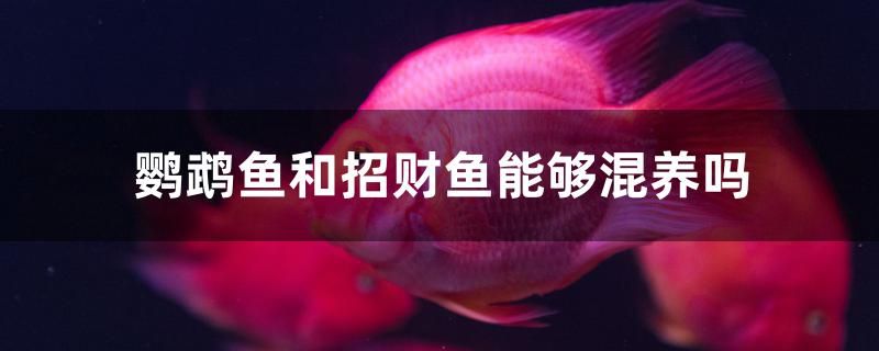鹦鹉鱼和招财鱼能够混养吗 新加坡号半红龙鱼（练手级红龙鱼） 第1张