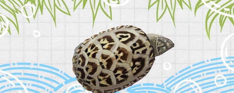 蛋龟怎么看公母蛋龟怎么繁殖