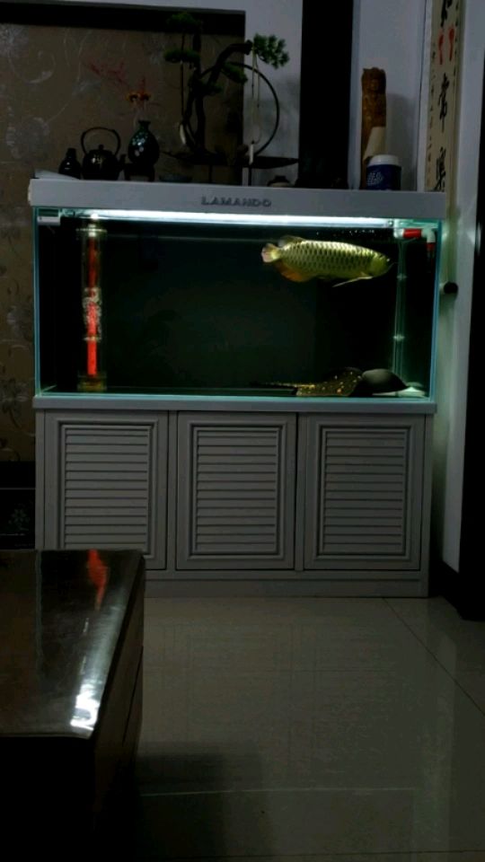 金鱼缸增氧泵多少钱一个（金鱼缸增氧泵多少钱一个合适） 印尼四纹虎