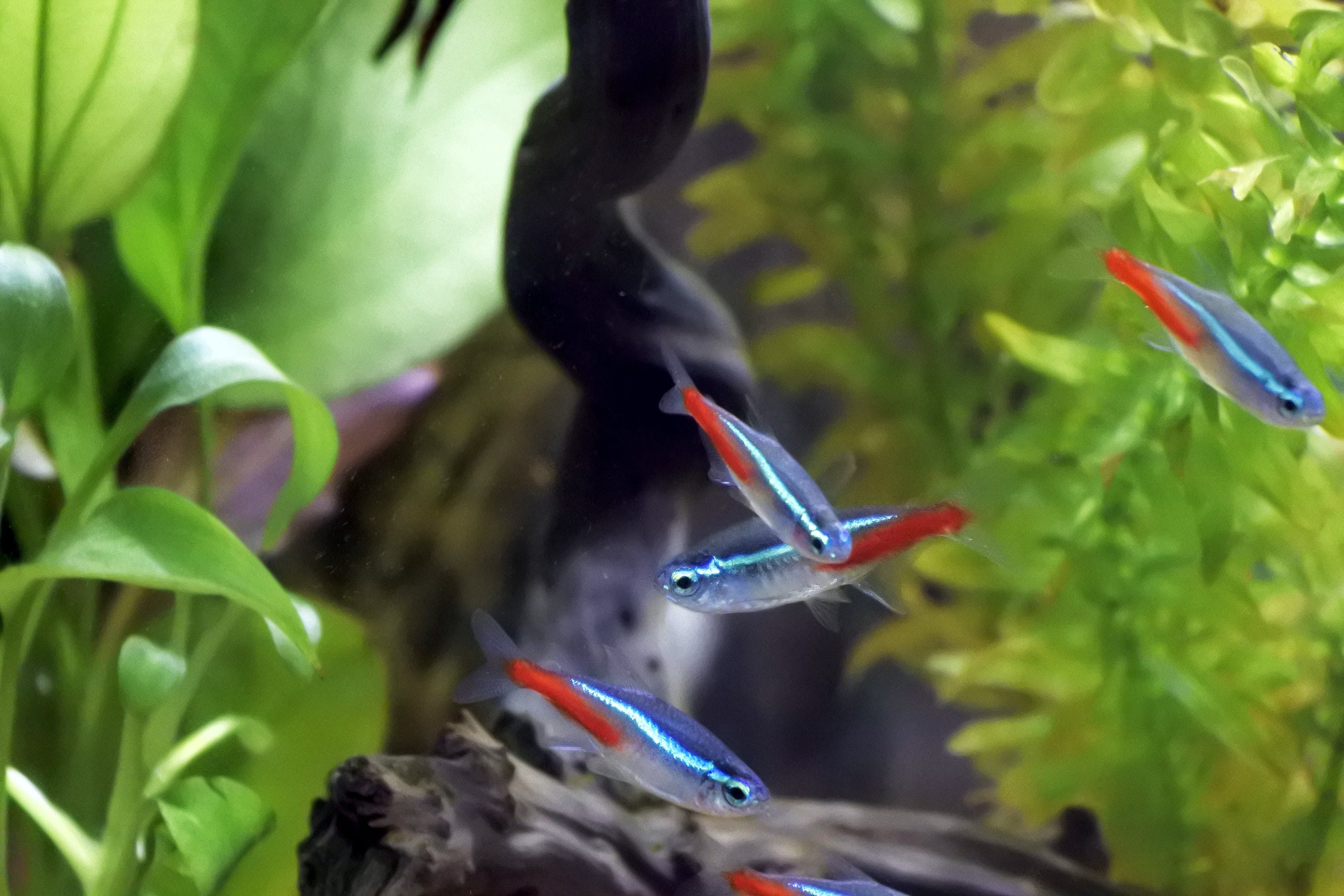生态鱼缸怎样换水 生态鱼缸怎样换水视频