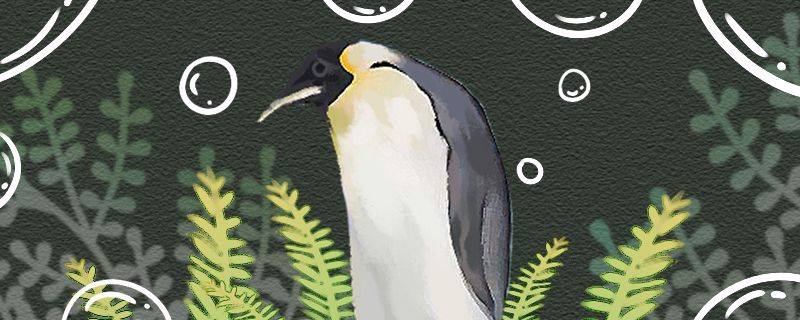 企鹅的品种有哪些有哪些常见品种 古典过背金龙鱼 第1张
