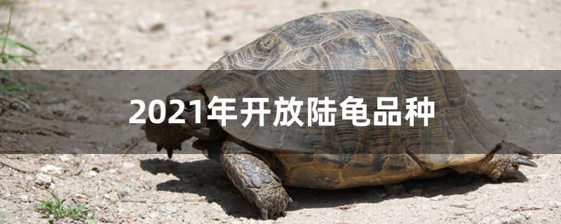 2021年开放陆龟品种