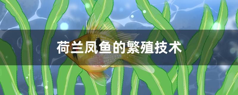 荷兰凤鱼的繁殖技术 黄宽带蝴蝶鱼 第1张