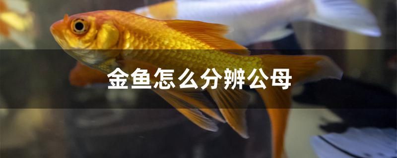 金鱼怎么分辨公母