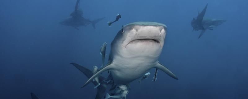 最大的鲨鱼有多重 红白锦鲤鱼 第2张