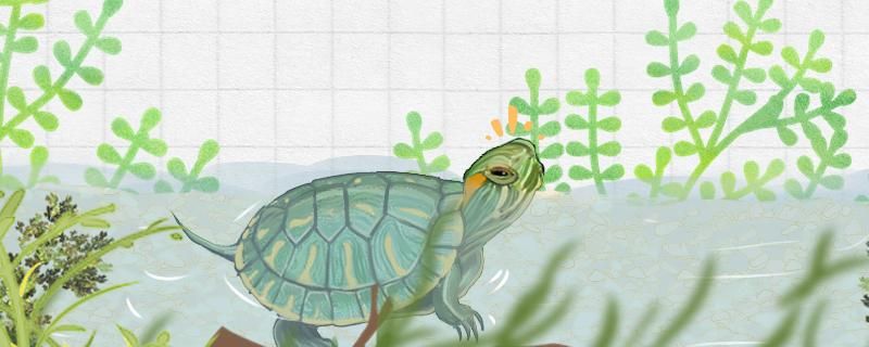巴西龟生蛋了怎么孵化小龟怎么养