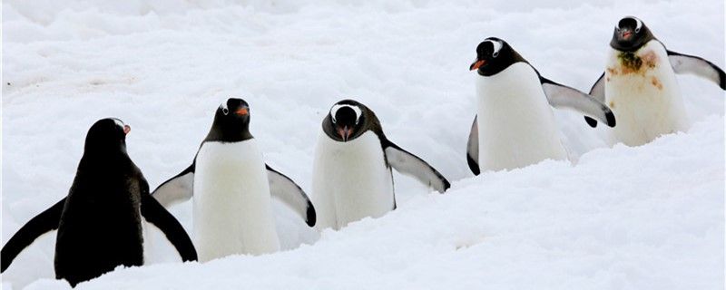 企鹅分布在南极还是北极送到北极会死吗 PH调节剂 第1张