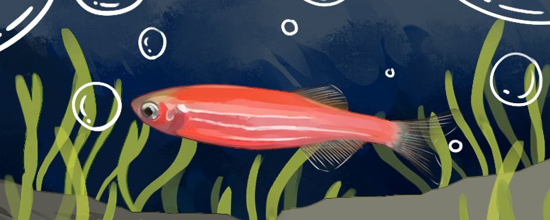 红斑马鱼如何繁殖小鱼多久繁殖一次