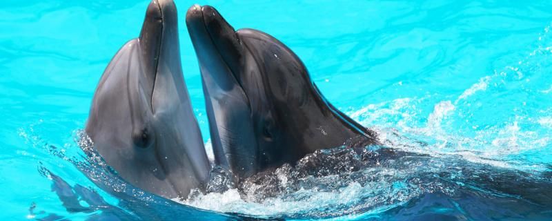海豚为什么会喷水可以在淡水中生存吗 印尼四纹虎 第1张
