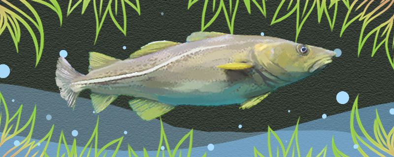 鳕鱼和油鱼是一种鱼吗怎么区分 古典过背金龙鱼