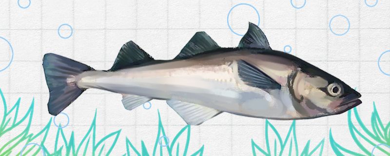 明太鱼是什么鱼是无鳞鱼吗 其它水族用具设备