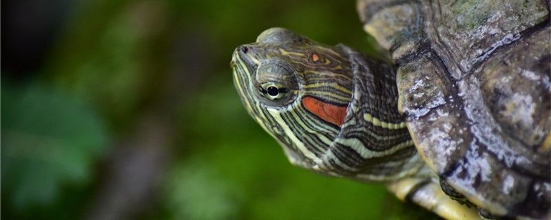 巴西龟是海龟吗能用自来水养吗