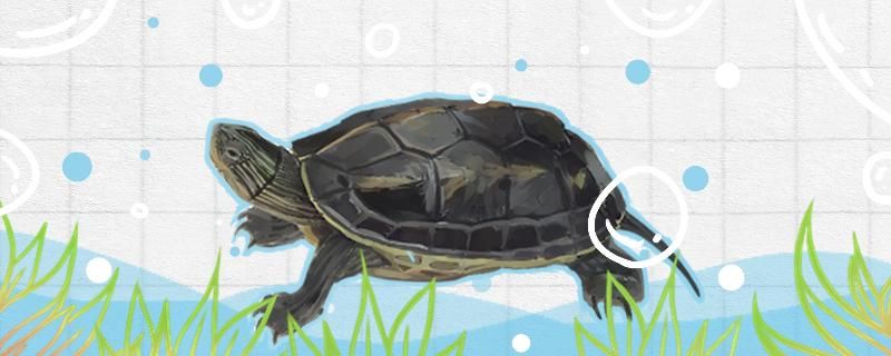 珍珠龟是不是水龟吗怎么养 祥龙进口元宝凤凰鱼